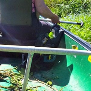 Weeding by Canoe