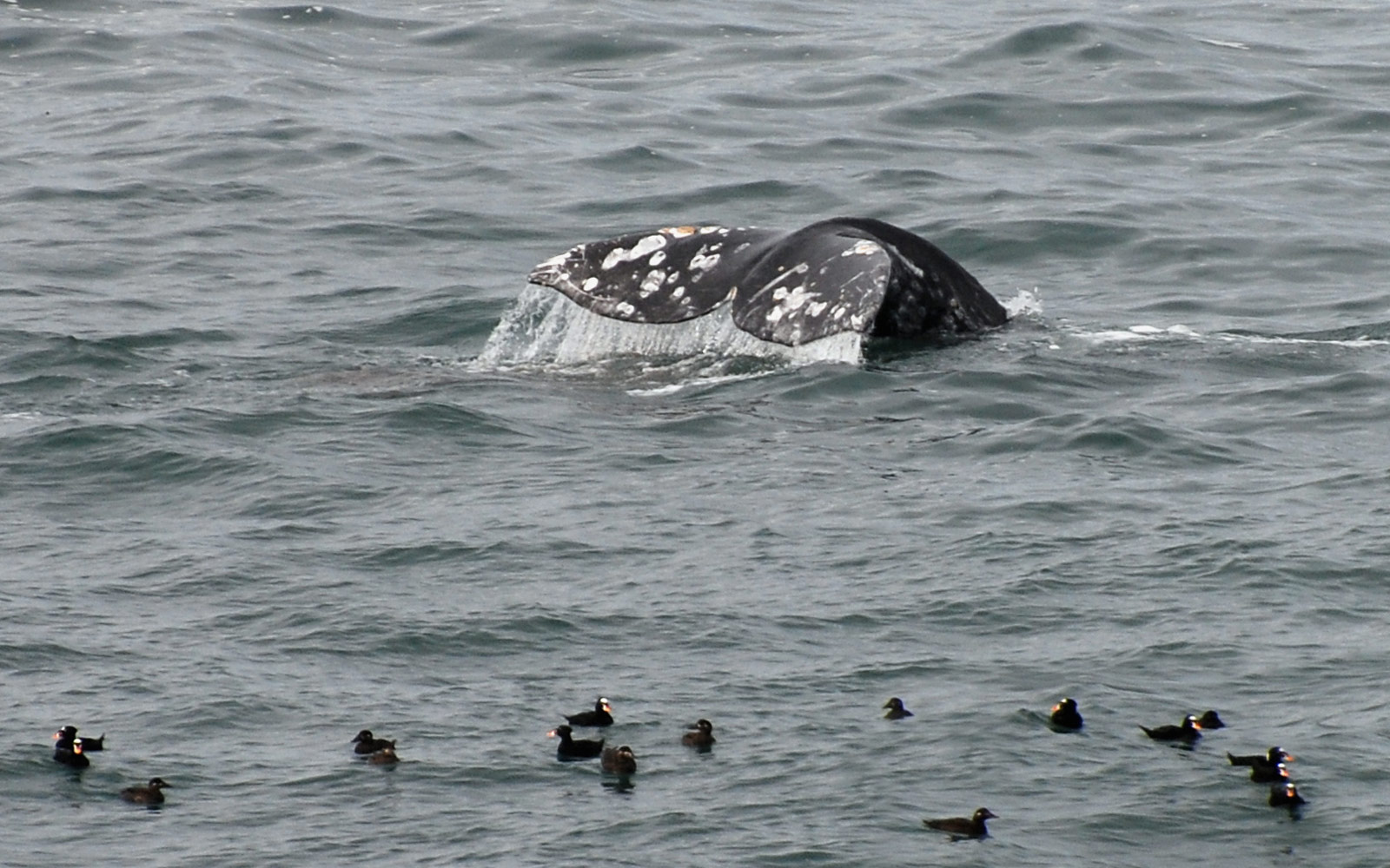 whale tour oregon coast