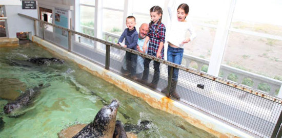 Kids feed seals at Seaside Aquarium