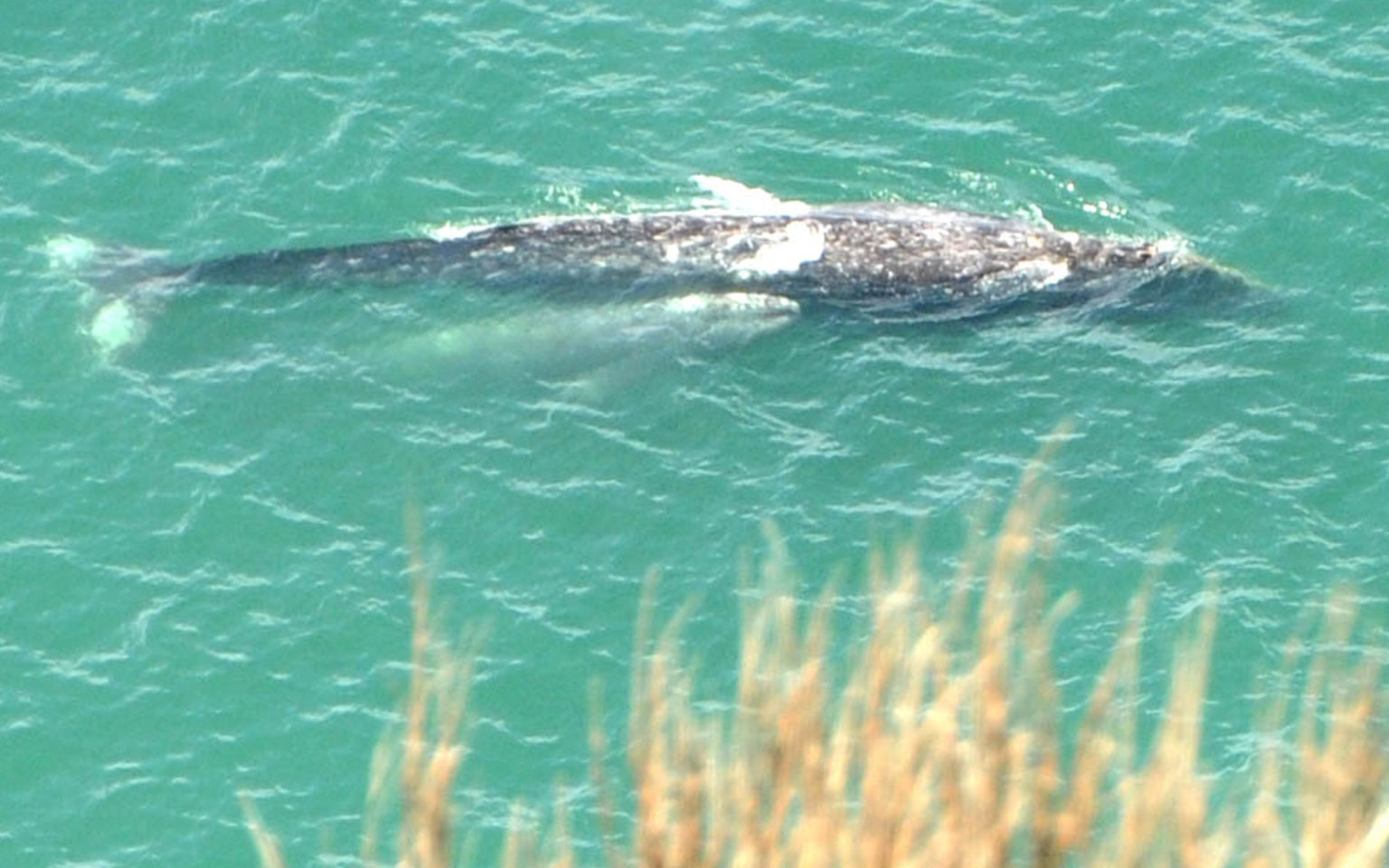 Whales and More! - Seaside Oregon